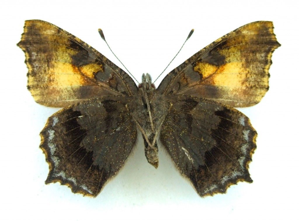 Aglais urticae dannenbergi (small tortoiseshell, aberration, verso) (Internet Image property of respective owner, non-commercial use only)